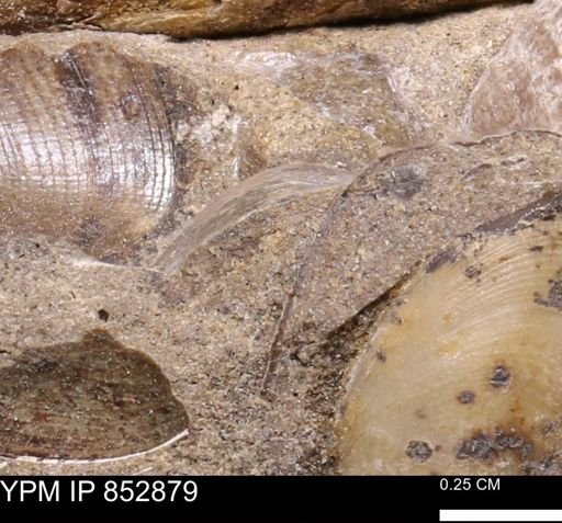 Limopsis striatopunctatus
