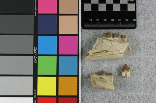 Hyaenodon crucians