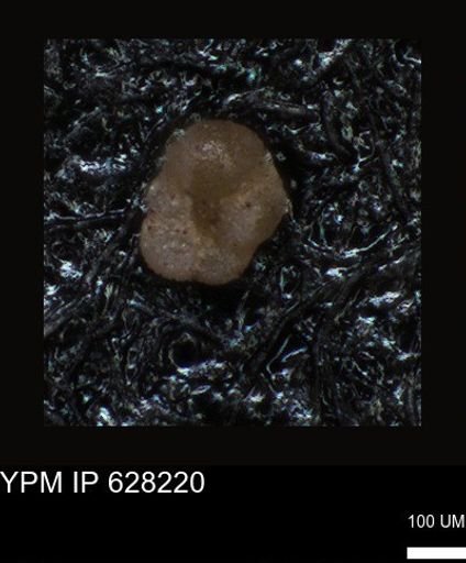undet. Foraminiferida