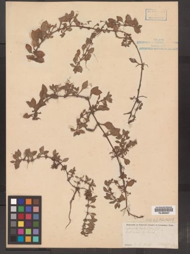 Ludwigia palustris