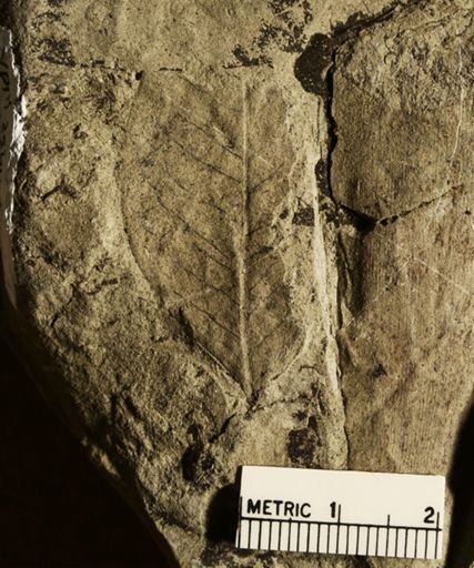 Eugenia comparabilis