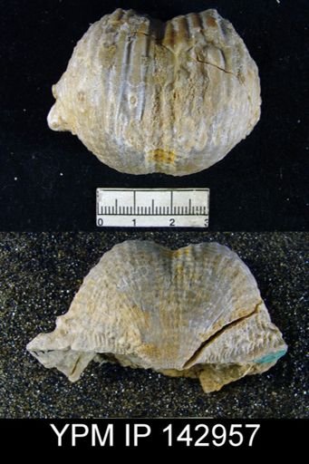 Productus (Dictyoclostus) indicus
