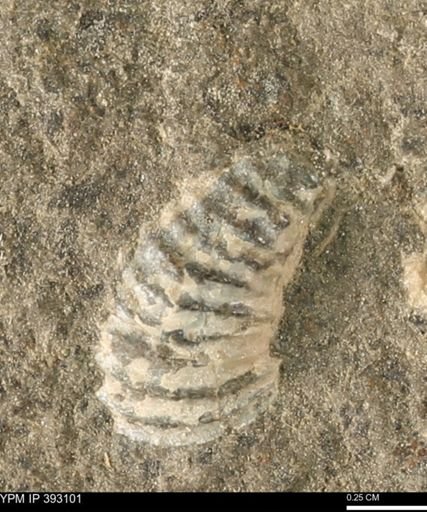 Scaphites sp.