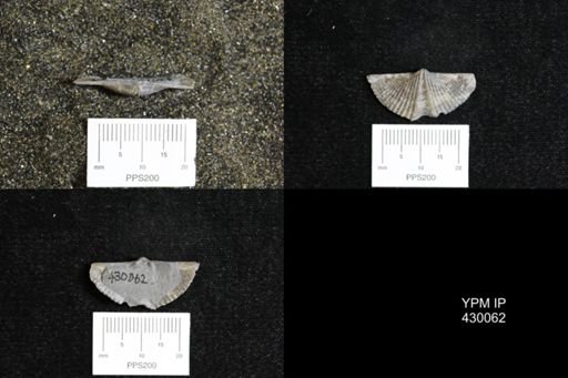 Mucrospirifer mucronatus