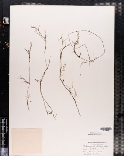 Potamogeton foliosus