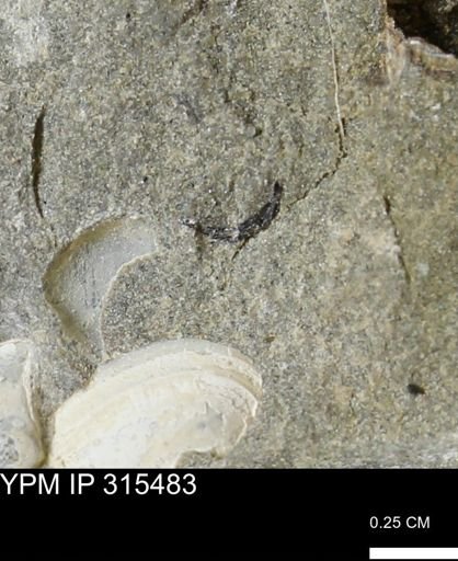undet. Mollusca