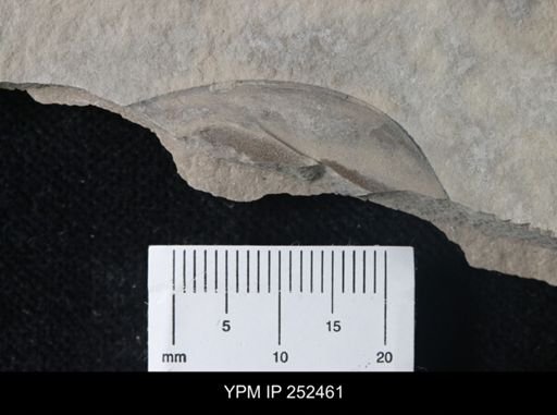 undet. Eurypterida