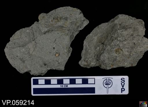 Vertebrata