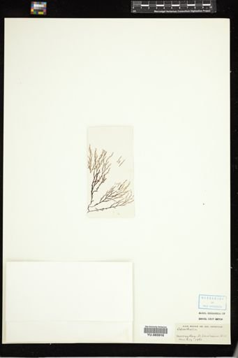Odonthalia