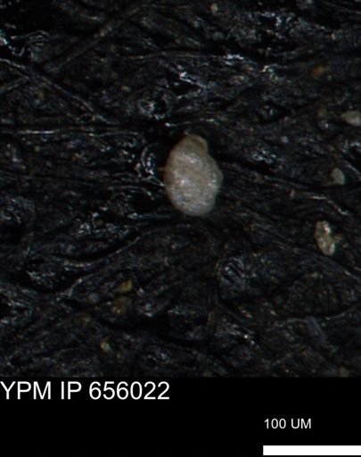 Miliammina inflata