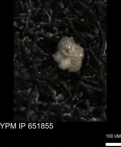 undet. Foraminiferida