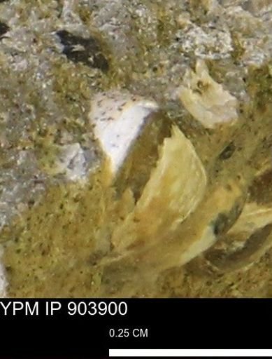 Corbulamella?