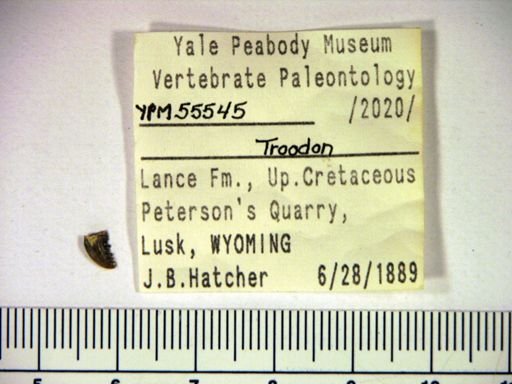 Troodon sp.