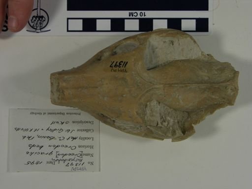 Merycoidodon gracilis