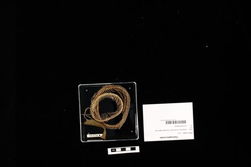 Thamnophis sirtalis