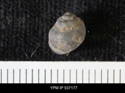 Viviparus montanaensis