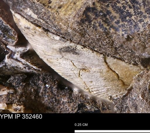 undet. Bivalvia