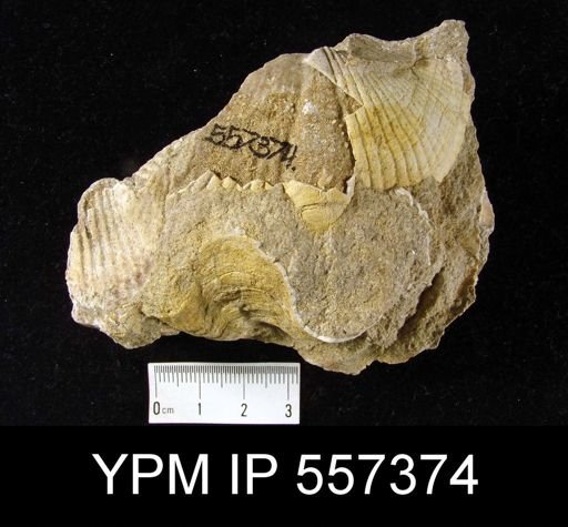 Syringothyris sp.