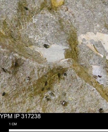 undet. Gastropoda
