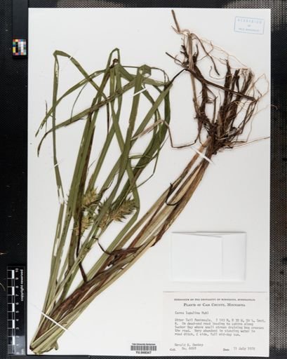 Carex lupulina