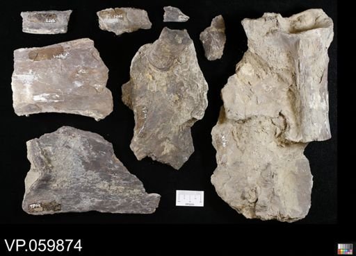 undet. Ichthyodectidae