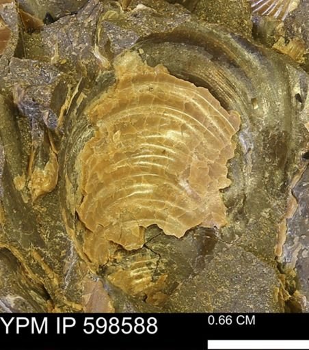 Inoceramus sp.