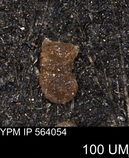 Ammobaculites euides