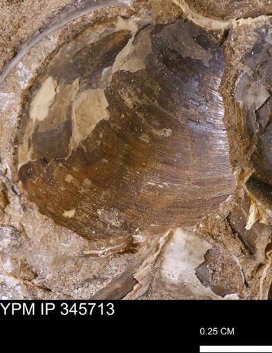 Limopsis striatopunctatus
