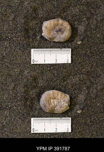 Scaphites whitfieldi