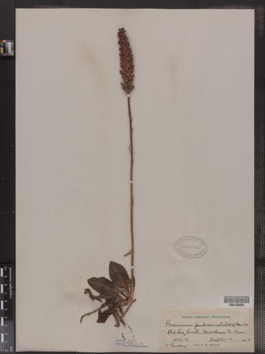 Peramium pubescens
