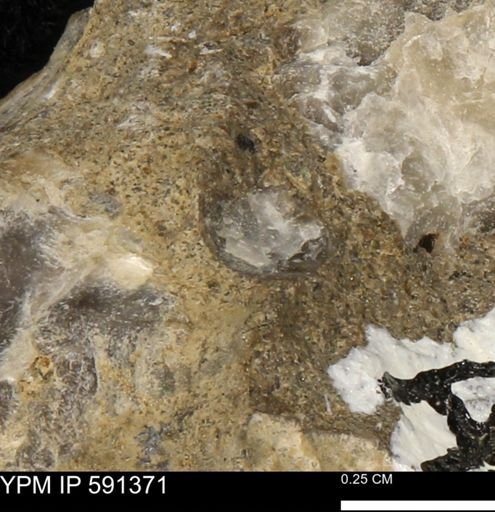 Ostrea translucida