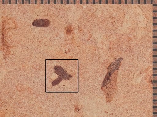 undet. Curculionidae