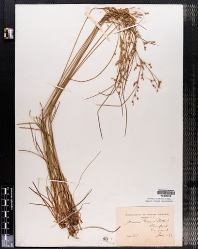 Juncus tenuis