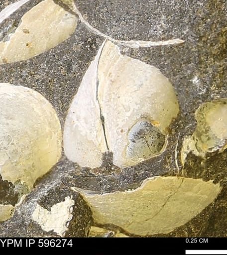 Limopsis striatopunctatus