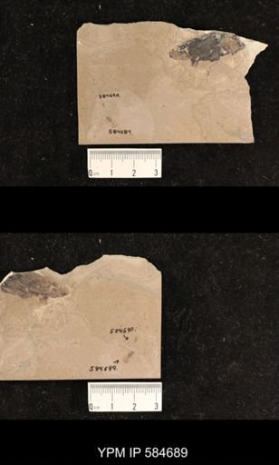 undet. Hexapoda