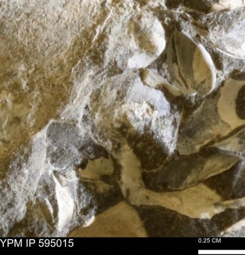 Protocardia sp.