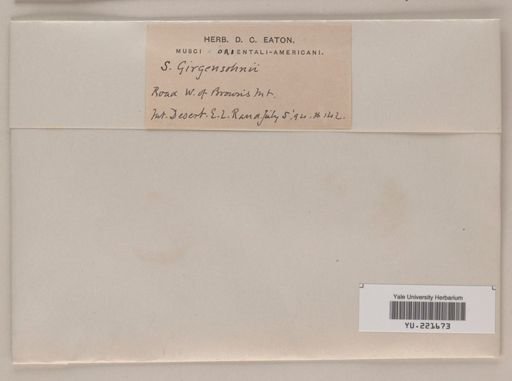 Sphagnum girgensohnii