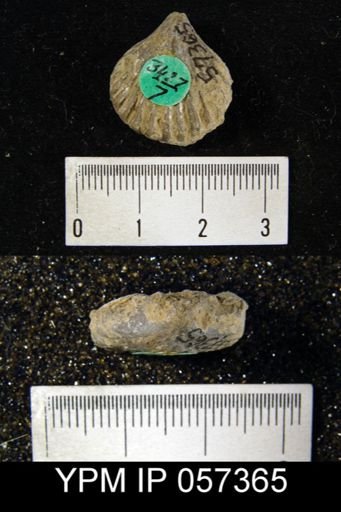 Uncinulus sp.