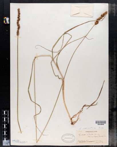 Carex setacea