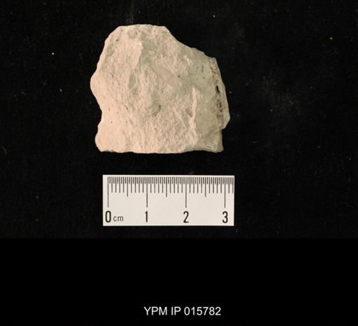 Probnis speciosa