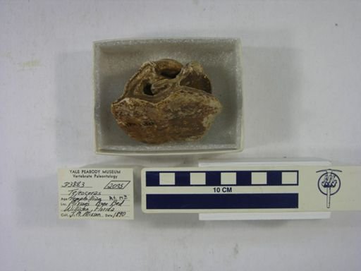 Teleoceras fossiger