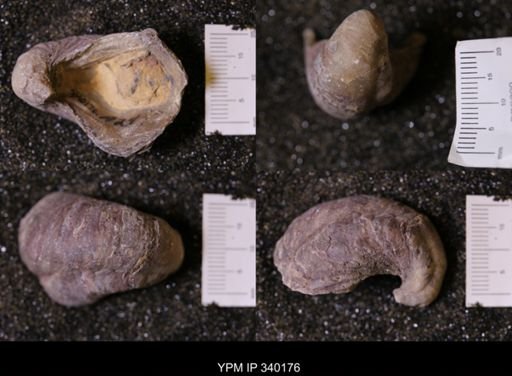 Gryphaea sp.