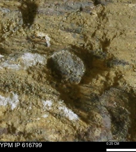 Teredo sp.