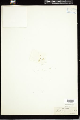 Acetabularia crenulata