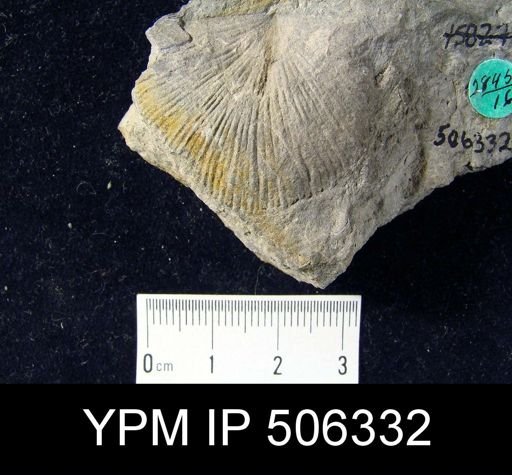 Strophonella sp.