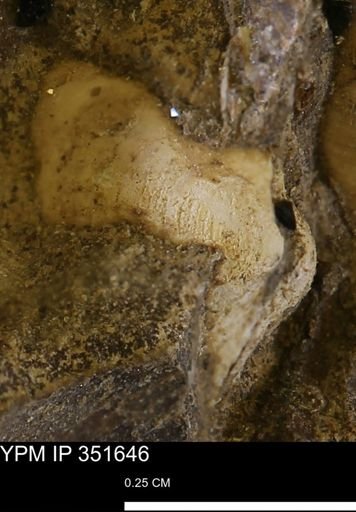 undet. Bivalvia