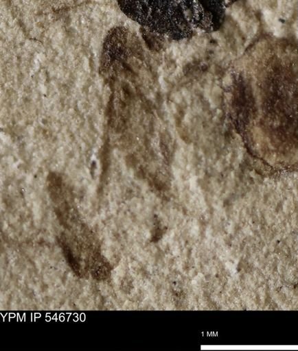 undet. Insecta