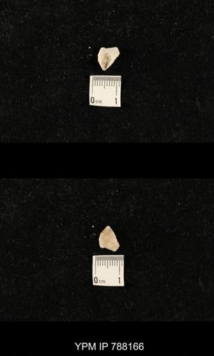 undet. Brachiopoda