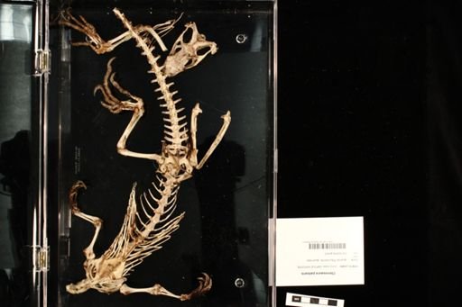 Ctenosaura palearis