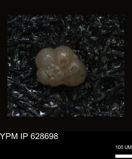 undet. Foraminiferida